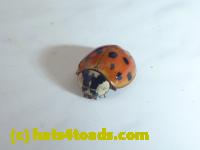 /home//u458753944/public_html/sourcegallery////////////////Insects and small critters/beetles (Coleoptera)/P1080126.JPG